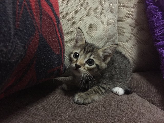 Kiwi Raya - Domestic Short Hair Cat