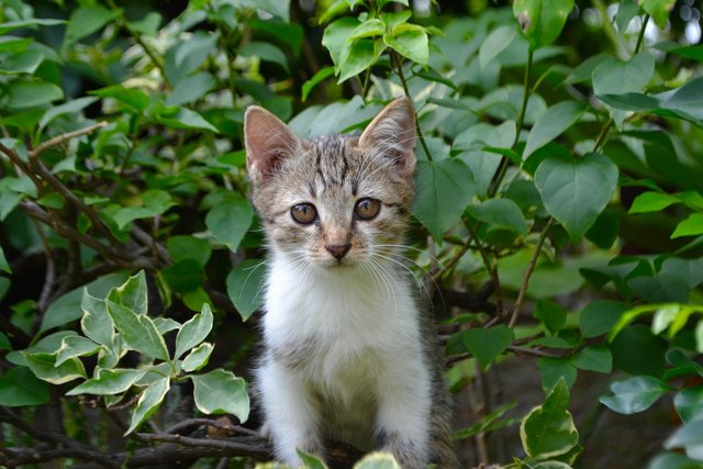 Kittens For Adoption!! - Domestic Short Hair Cat