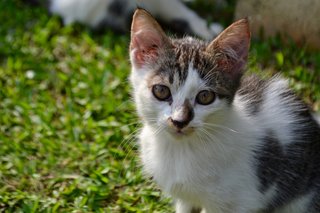 Kitten 3 (Male)