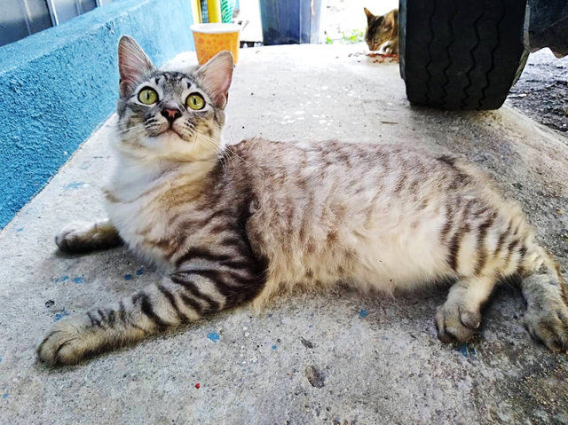 Medium Hair Grey Cat  - Domestic Medium Hair Cat