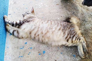 Medium Hair Grey Cat  - Domestic Medium Hair Cat