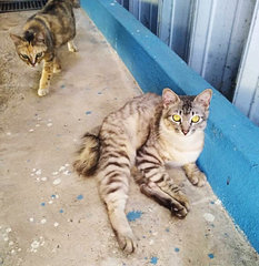 Medium Hair Grey Cat  - Domestic Medium Hair Cat