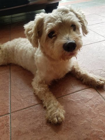 Lost &amp; Found - Terrier Dog