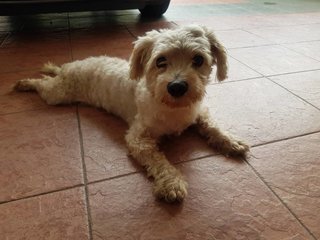 Lost &amp; Found - Terrier Dog