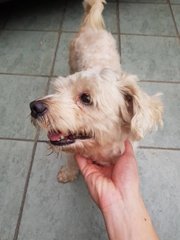 Lost &amp; Found - Terrier Dog