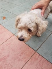 Lost &amp; Found - Terrier Dog