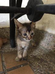 Cute Kitties - Domestic Medium Hair Cat