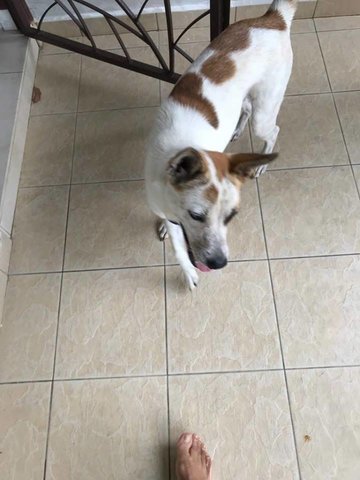 Chaser - Jack Russell Terrier Mix Dog