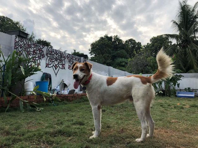 Wong Pak (Yellow White Boy) - Mixed Breed Dog