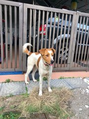 Wong Pak (Yellow White Boy) - Mixed Breed Dog