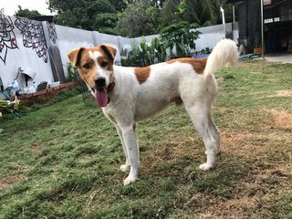 Wong Pak (Yellow White Boy) - Mixed Breed Dog