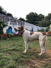 Wong Pak (Yellow White Boy) - Mixed Breed Dog