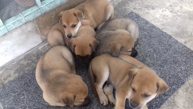 Very Cute Puppies - Mixed Breed Dog