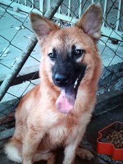 Mini German Shepherd Mix - German Shepherd Dog Mix Dog