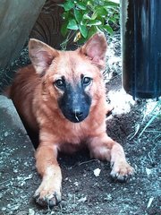 Mini German Shepherd Mix - German Shepherd Dog Mix Dog