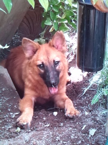 Mini German Shepherd Mix - German Shepherd Dog Mix Dog