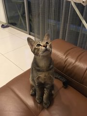 Nemu - Domestic Short Hair Cat