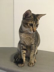 Nemu - Domestic Short Hair Cat