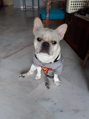 Hero - French Bulldog Dog