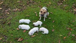 The mama dog and her fur kids