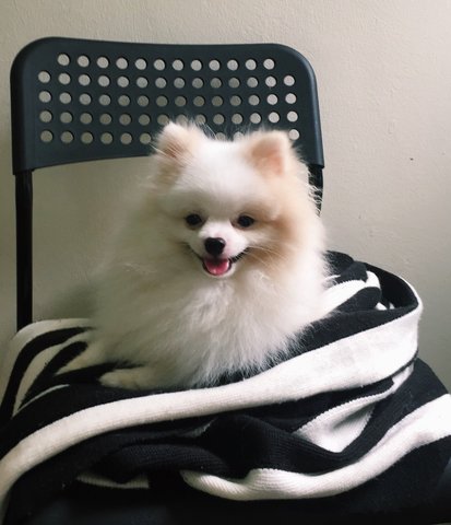 Cookie - Pomeranian Dog