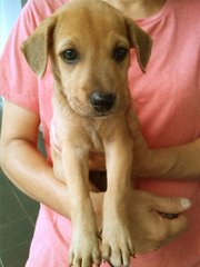 Apr Female _2 (Labrador Mix) - Mixed Breed Dog