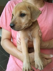 Apr Female _2 (Labrador Mix) - Mixed Breed Dog