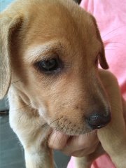 Apr Female _2 (Labrador Mix) - Mixed Breed Dog