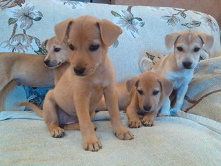 Apr Female _2 (Labrador Mix) - Mixed Breed Dog