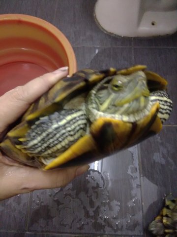 Bibi - Tortoise Reptile