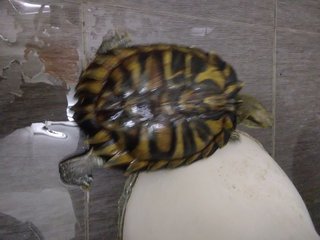 Bibi - Tortoise Reptile