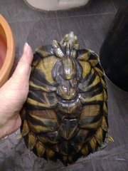 Bibi - Tortoise Reptile