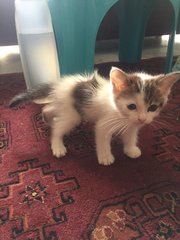 Two Playful Siblings - Domestic Medium Hair + Oriental Short Hair Cat