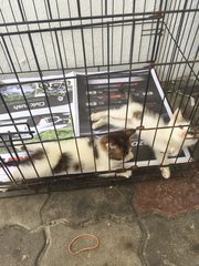 Two Playful Siblings - Domestic Medium Hair + Oriental Short Hair Cat