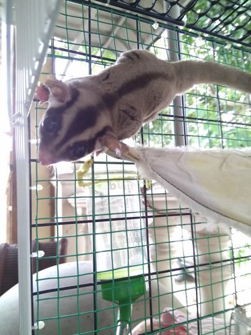 Mini And Fafa - Sugar Glider Small & Furry