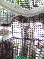 Mini And Fafa - Sugar Glider Small & Furry