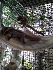 Mini And Fafa - Sugar Glider Small & Furry