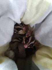 Mini And Fafa - Sugar Glider Small & Furry