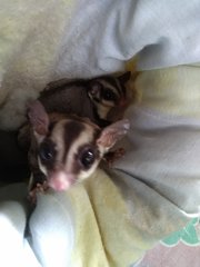 Mini And Fafa - Sugar Glider Small & Furry