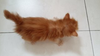 Simba - Domestic Long Hair Cat