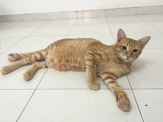 Yuan  - Domestic Short Hair Cat