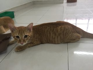 Yuan  - Domestic Short Hair Cat