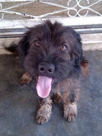 Furry Kid (Smaller Than Mix Breed) - Terrier Dog