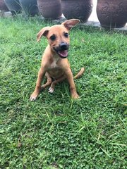 Peaches - Mixed Breed Dog