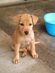 Apr Female _3 - Mixed Breed Dog