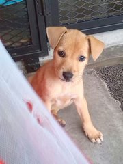 Apr Female _3 - Mixed Breed Dog