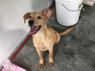 Coco - Mixed Breed Dog