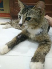 Ume - Domestic Medium Hair Cat