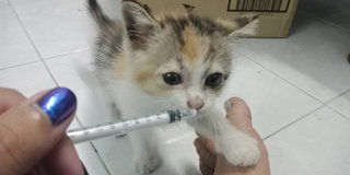 Kakigori - Calico Cat