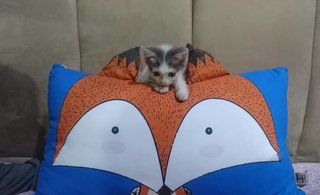 Pillow for comparison (so cute right?!!) 